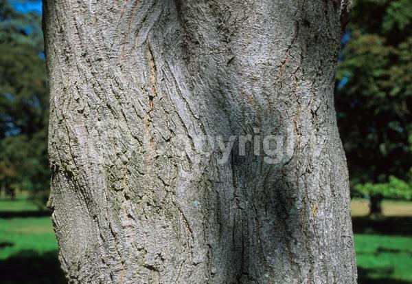 Green blooms; Deciduous; Broadleaf