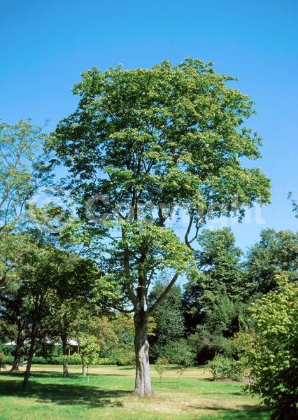 Green blooms; Deciduous; Broadleaf