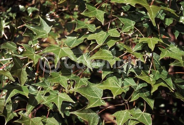 Green blooms; Deciduous; Broadleaf