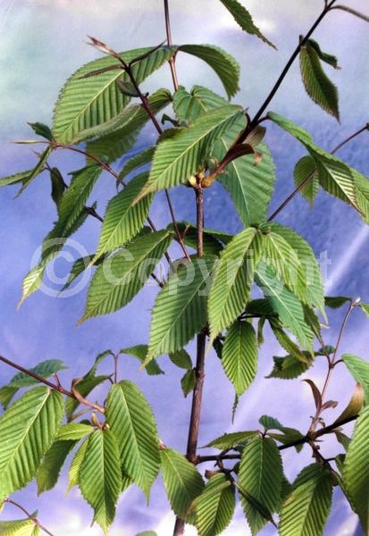 Green blooms; Deciduous; Broadleaf