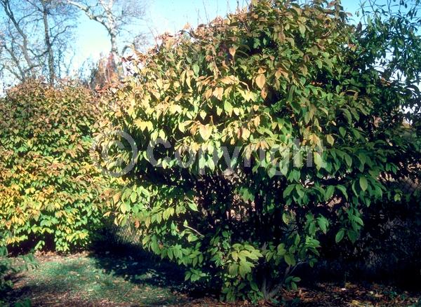 Green blooms; Deciduous; Broadleaf