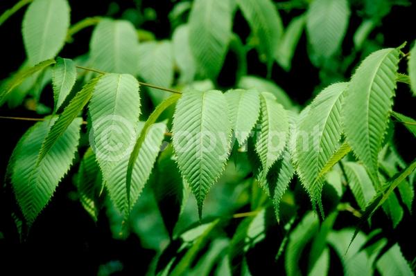 Green blooms; Deciduous; Broadleaf