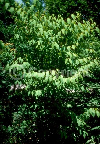 Green blooms; Deciduous; Broadleaf