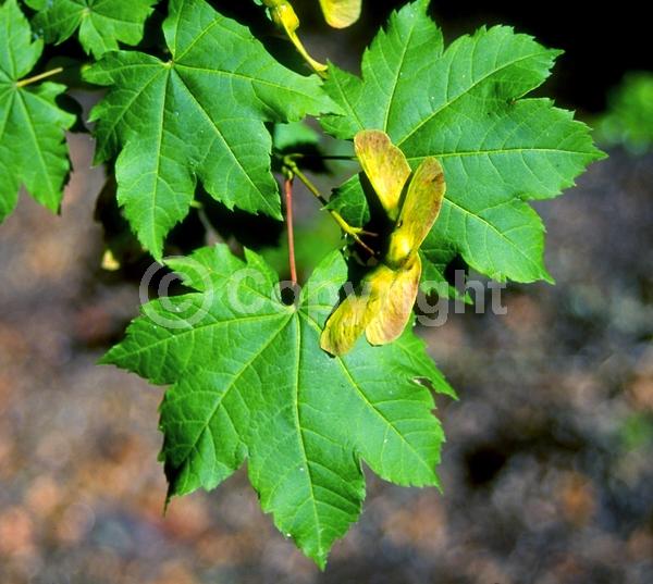 Purple blooms; Deciduous; Broadleaf; North American Native