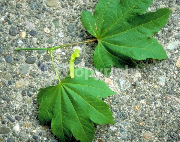 Purple blooms; Deciduous; Broadleaf; North American Native