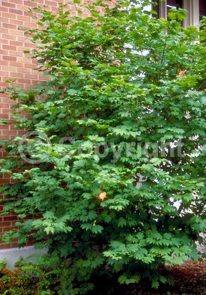 Purple blooms; Deciduous; Broadleaf; North American Native