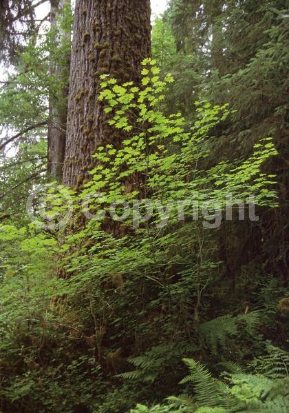 Purple blooms; Deciduous; Broadleaf; North American Native