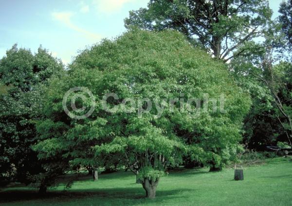 Yellow blooms; Deciduous; Broadleaf