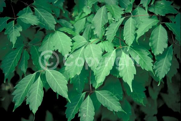 Yellow blooms; Deciduous; Broadleaf