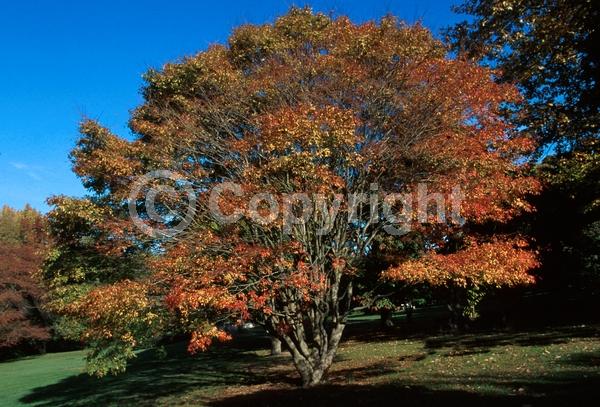Yellow blooms; Deciduous; Broadleaf