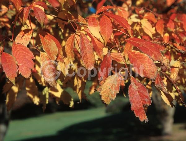 Yellow blooms; Deciduous; Broadleaf