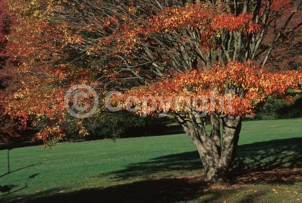 Yellow blooms; Deciduous; Broadleaf
