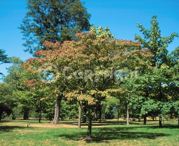 Yellow blooms; Deciduous; Broadleaf