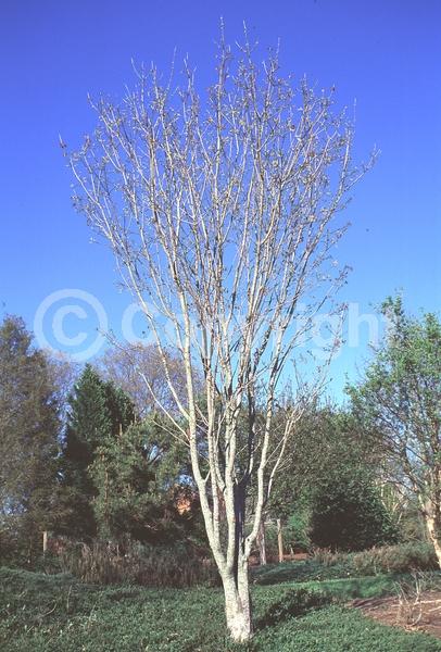 Yellow blooms; Deciduous; Broadleaf
