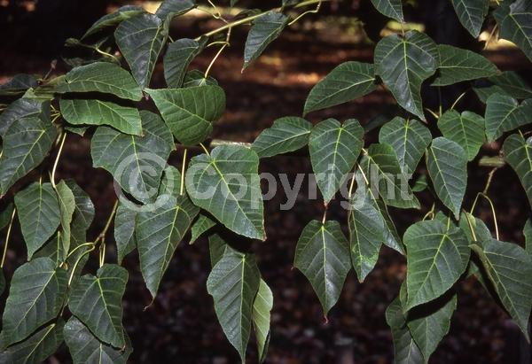 Green blooms; Deciduous; Broadleaf