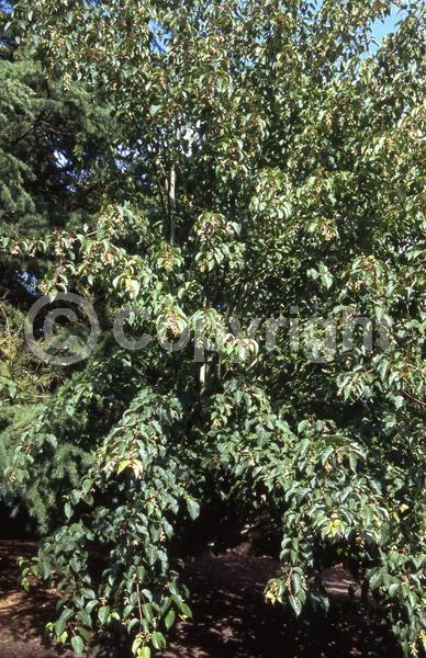 Green blooms; Deciduous; Broadleaf