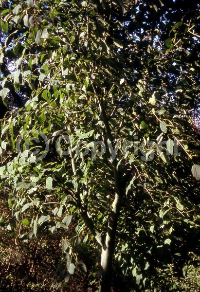 Green blooms; Deciduous; Broadleaf