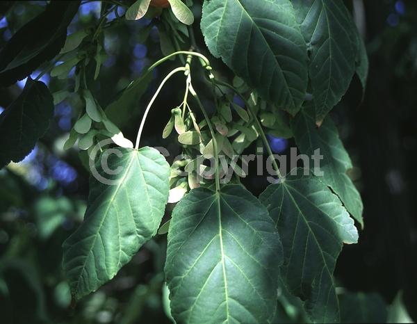 Green blooms; Deciduous; Broadleaf