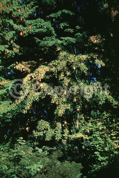 Yellow blooms; Deciduous