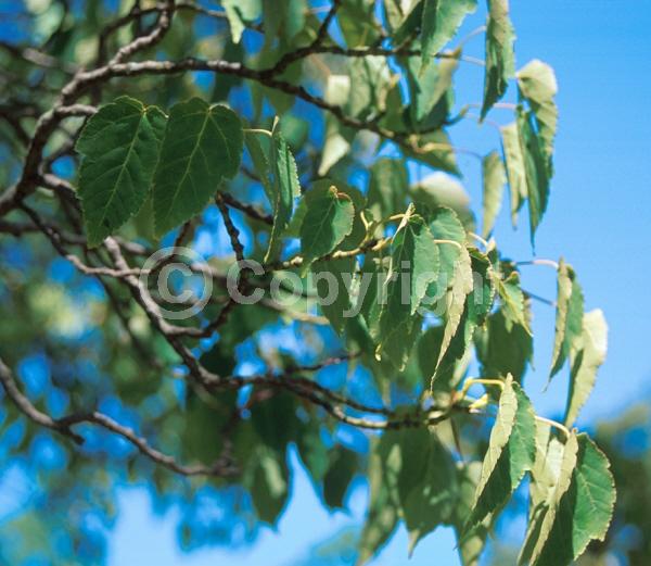 Yellow blooms; Deciduous