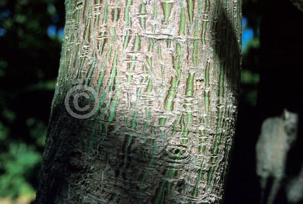 Yellow blooms; Deciduous