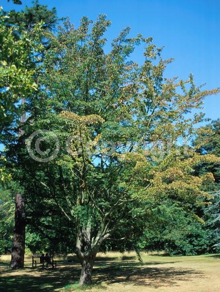 Yellow blooms; Deciduous