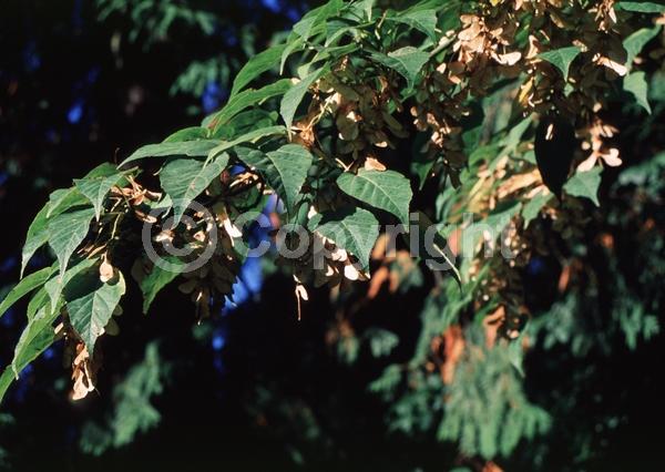 Yellow blooms; Deciduous