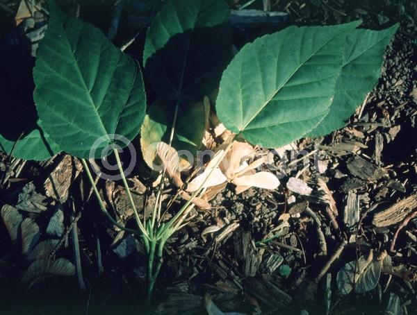 Yellow blooms; Deciduous