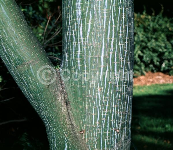 Yellow blooms; Deciduous