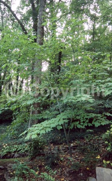 Green blooms; Deciduous; Broadleaf