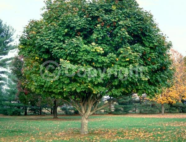 Yellow blooms; Deciduous; Broadleaf