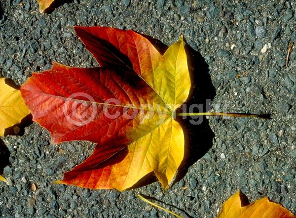 Yellow blooms; Deciduous; Broadleaf