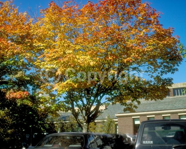 Yellow blooms; Deciduous; Broadleaf
