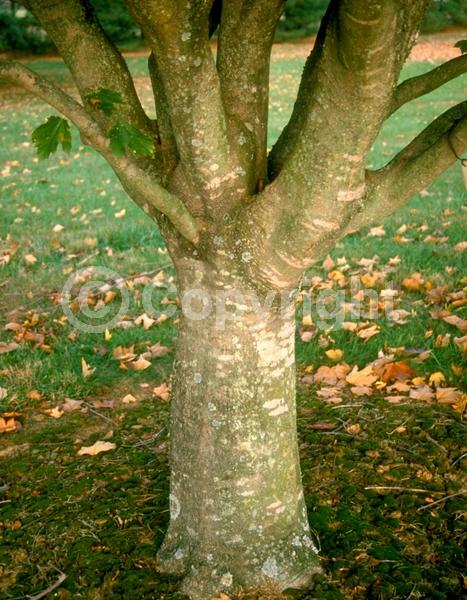 Yellow blooms; Deciduous; Broadleaf