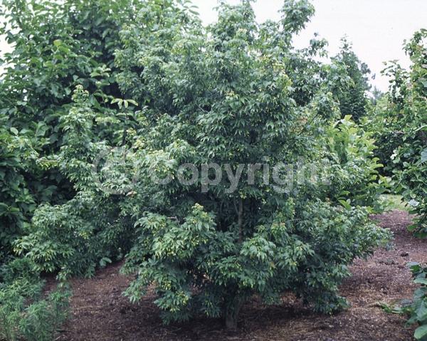 White blooms; Green blooms; Deciduous