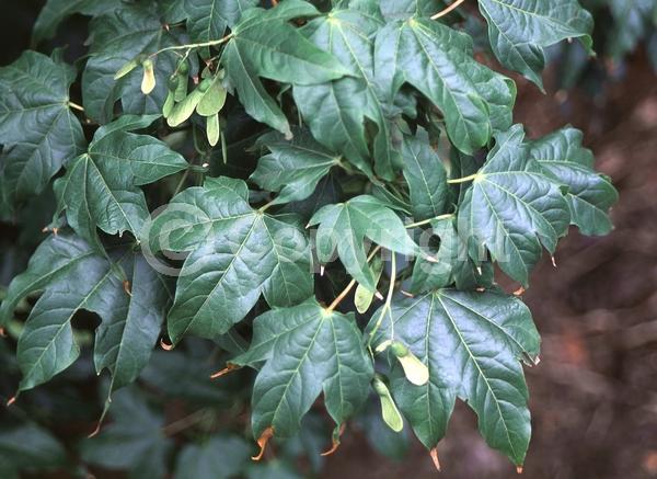 White blooms; Green blooms; Deciduous