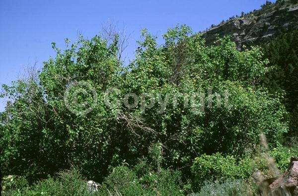 Yellow blooms; Green blooms; Deciduous; North American Native