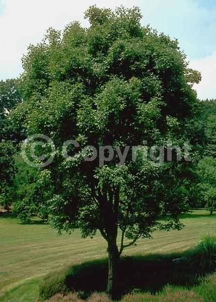 Green blooms; Deciduous; Broadleaf