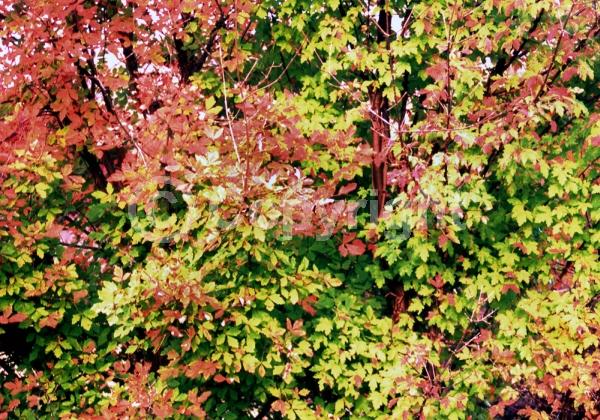 Green blooms; Deciduous; Broadleaf