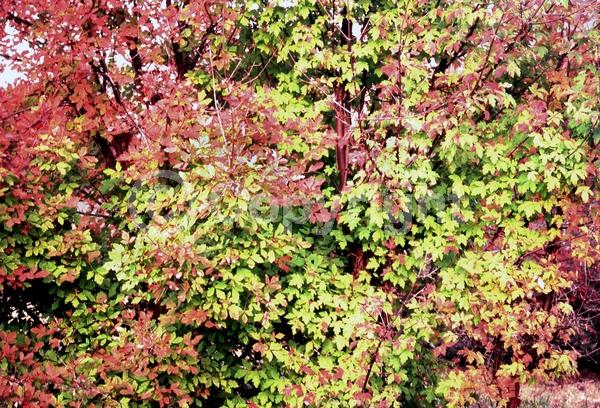 Green blooms; Deciduous; Broadleaf