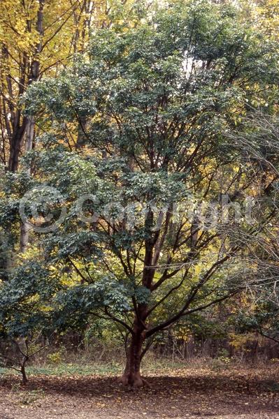 Green blooms; Deciduous; Broadleaf