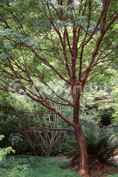 Green blooms; Deciduous; Broadleaf