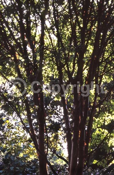 Green blooms; Deciduous; Broadleaf