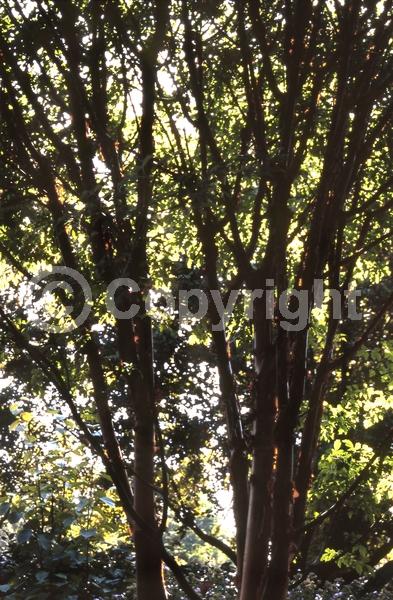 Green blooms; Deciduous; Broadleaf