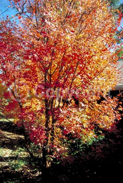 Green blooms; Deciduous; Broadleaf