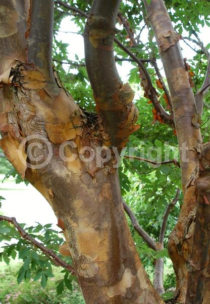 Green blooms; Deciduous; Broadleaf
