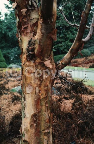 Green blooms; Deciduous; Broadleaf