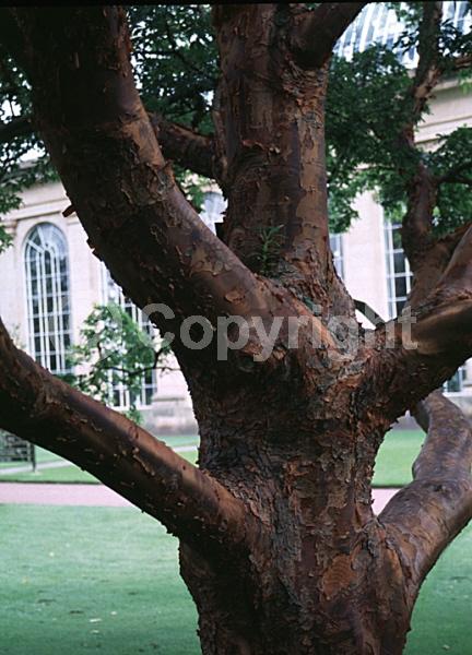 Green blooms; Deciduous; Broadleaf