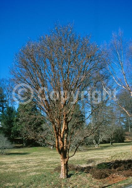 Green blooms; Deciduous; Broadleaf