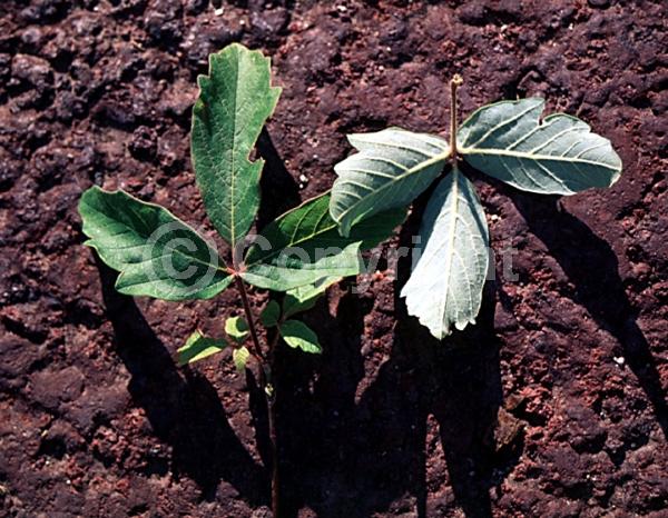 Green blooms; Deciduous; Broadleaf